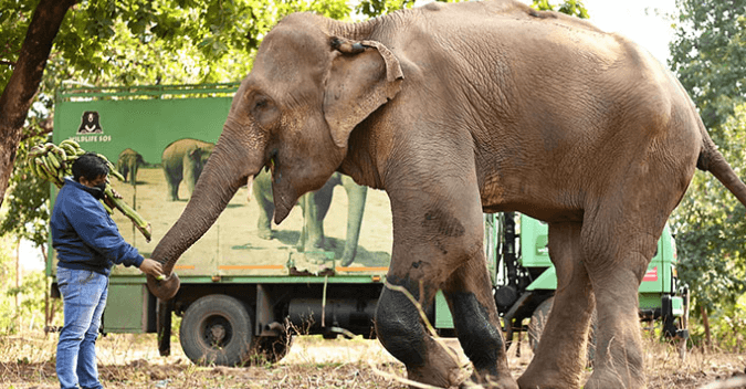 Cette vidéo déchirante montre l'éléphant le plus maigre d'Inde enfin sauvé après 25 ans de négligence